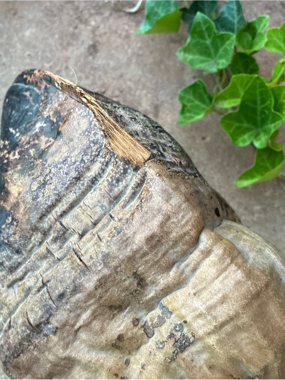 Natural Coconut Shell - Dark Brown/Black Natural Cabinet of Curiosities - Picture 7 of 12